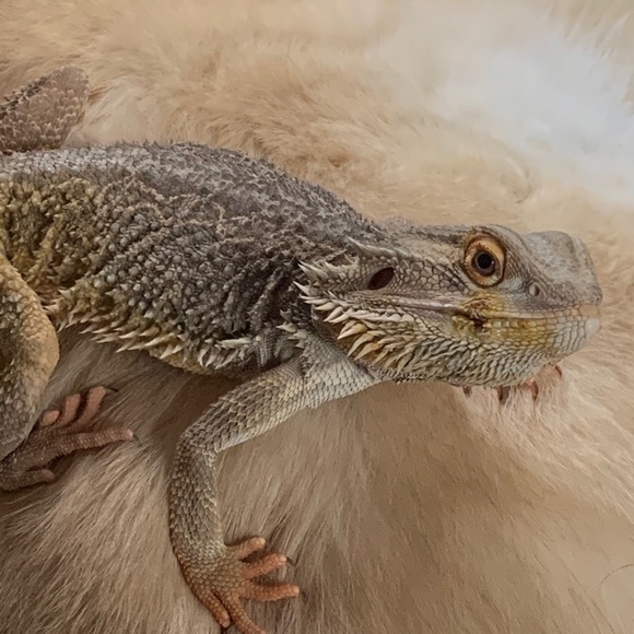 Meet your posher! - Picture 1 of 1